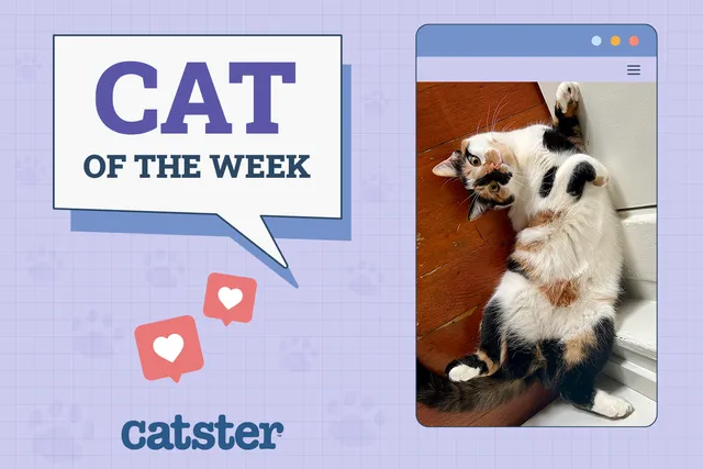 Catster Photo Contest: Cats of the Week Winners (October 2, 2025)