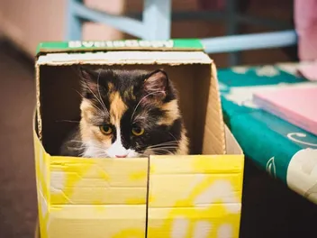 5 Free DIY Cat Hiding Places You Can Create at Home (With Pictures)