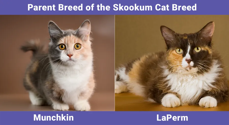 Parent Breed of the Skookum Cat Breed