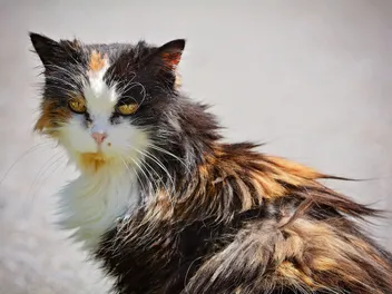 Why Is My Cat’s Fur Matted on His Back? 10 Vet-Reviewed Reasons