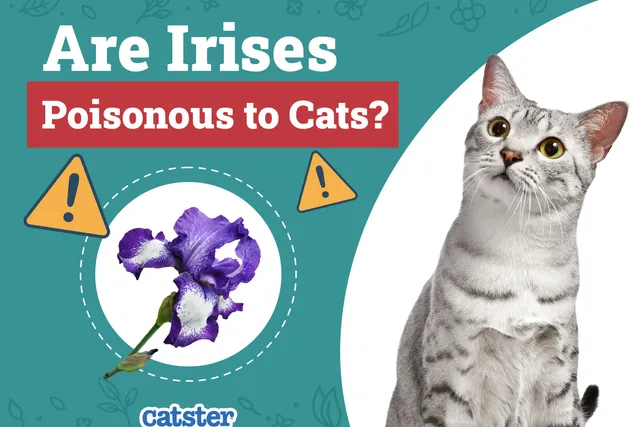 Are Irises Poisonous to Cats? Vet Approved Facts & Safety Tips
