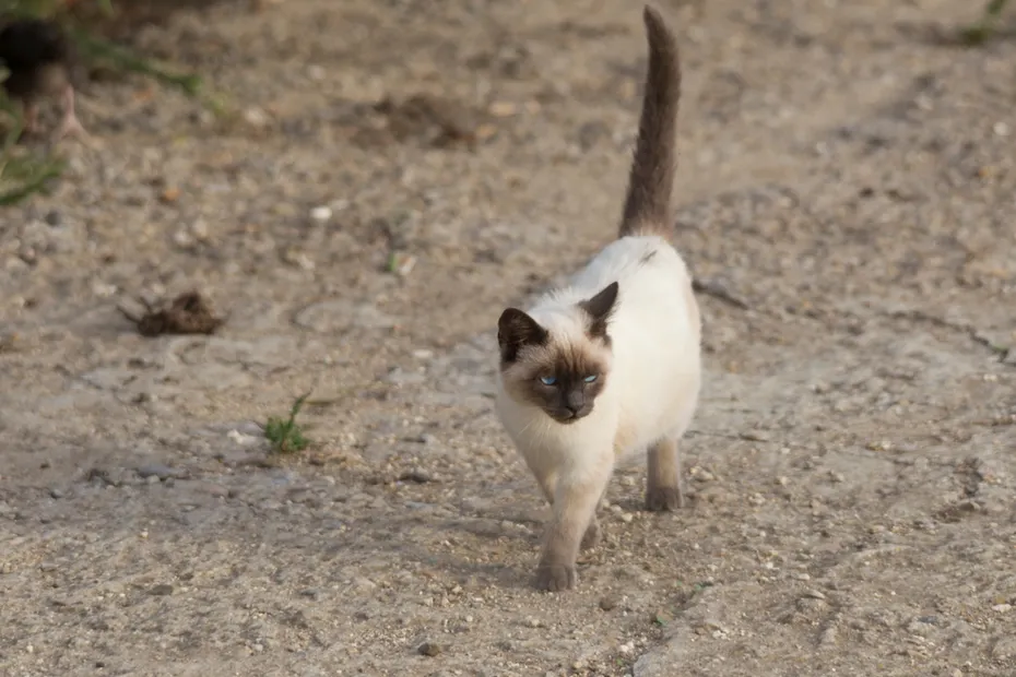 Little siamese cats mixed breed with blue eyes shows his teeth