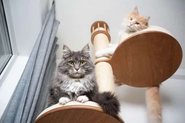 How to Clean a Cat Tree in 11 Simple Steps