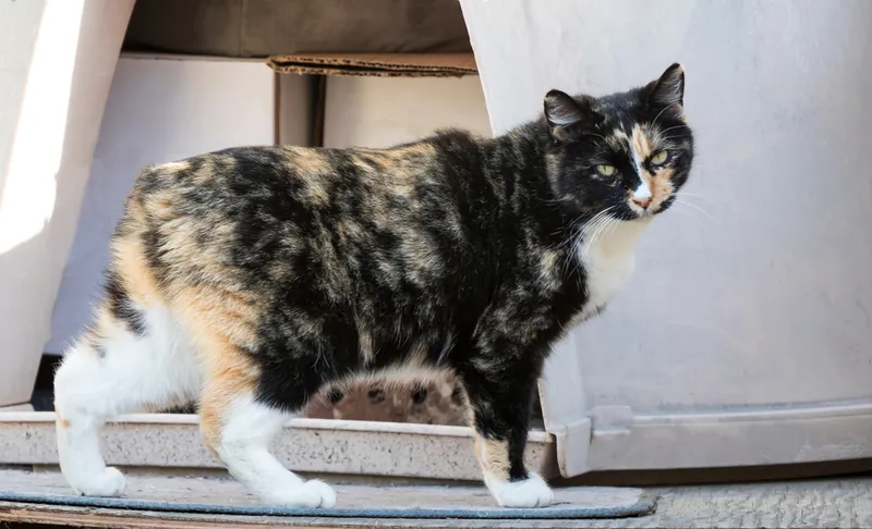Manx calico cat no tail standing outside