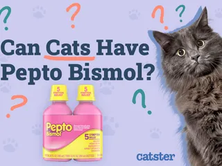 Can Cats Have Pepto Bismol? Vet-Approved Safety Tips & FAQ Explained