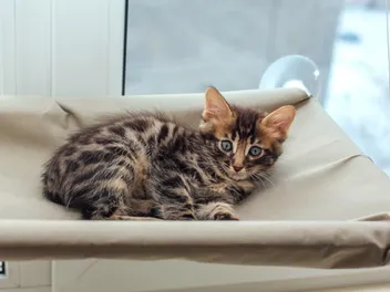 Coccidia in Cats: Our Vet Explains the Causes, Signs & Treatment