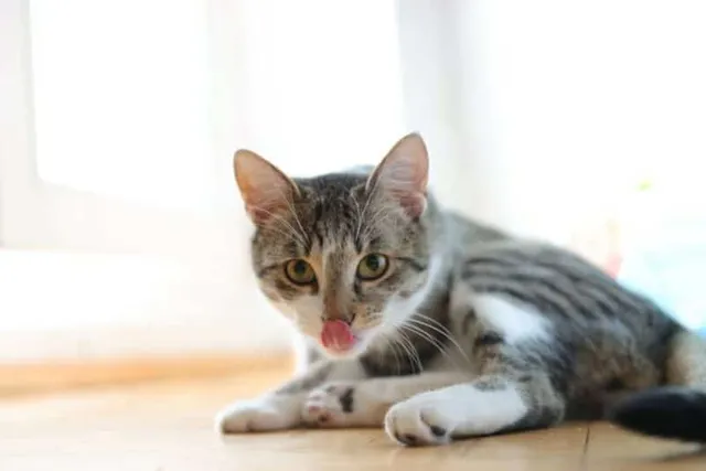 Why Is My Cat Licking the Floor? 6 Vet-Verified Reasons