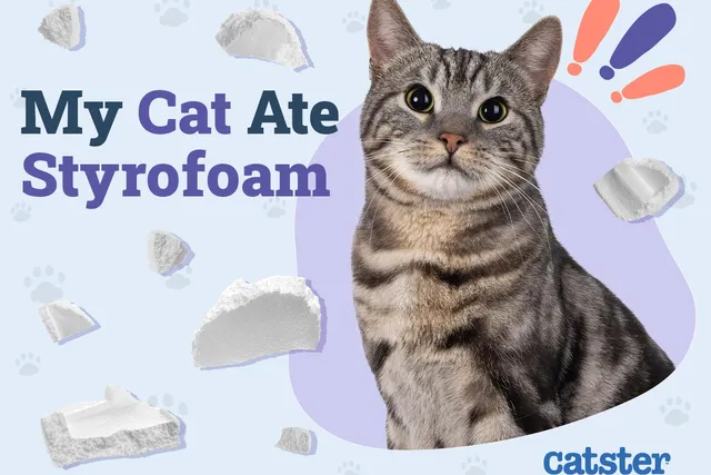 My Cat Ate Styrofoam! Here’s What to Do (Vet Answer)