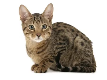 How to Care for an 8- to 12-Week-Old Kitten (Vet-Verified)