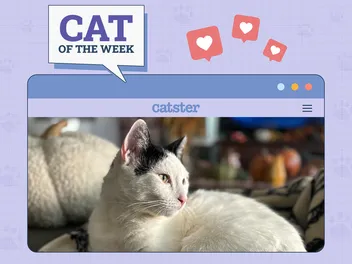 Catster Photo Contest: Cats of the Week Winners (June 26, 2025)