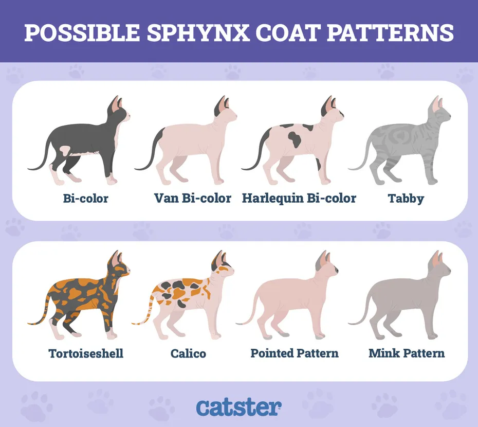 sphynx coat patterns