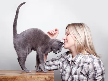 8 Vet-Reviewed Signs Your Cat Wants Attention From You (With Pictures)