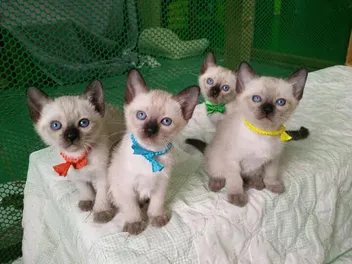 How Do Siamese Kittens Get Their Color? Vet-Verified Facts & Info
