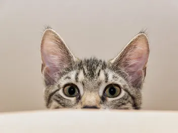 Cat Zoomies: What Are They & When to Worry? (Vet Answer)