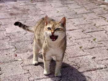 Do Cats Attack Intruders? Feline Guarding Skills Exposed