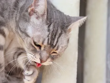 Why Is My Cat Throwing Up Pink Liquid? Our Vet Explains 10 Reasons
