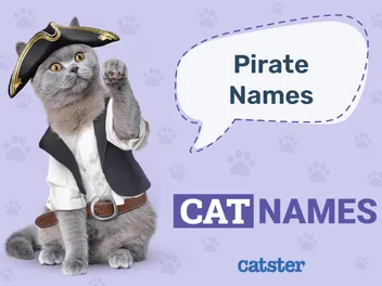 340+ Pirate Cat Names: Great Ideas for Your Swashbuckling Cat