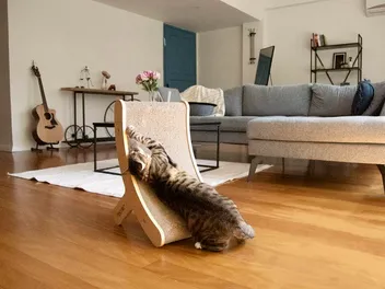 11 Best Cat Scratchers of 2026 - Reviews & Top Picks