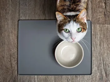 GMO in Cat Food: Vet-Reviewed Health & Nutrition Facts