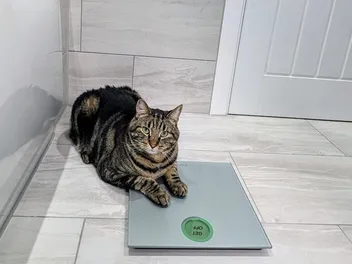It's Crunch Time, Cyril: A Weight Loss Journey (Part 2)