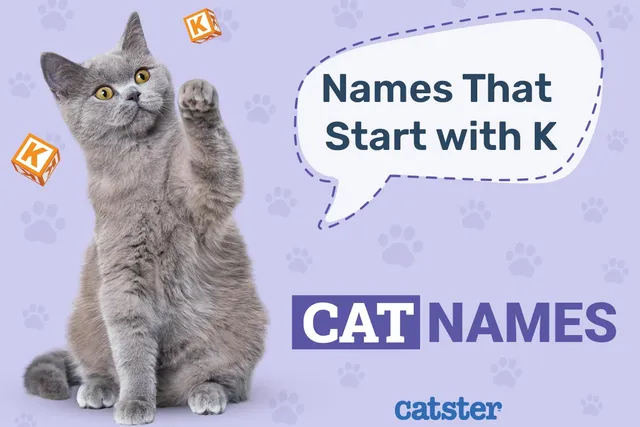 250 Cat Names That Start With K: Chic & Creative Options