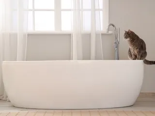 Can I Wash My Cat with Dr. Bronner’s? Vet-Verified Facts & Considerations