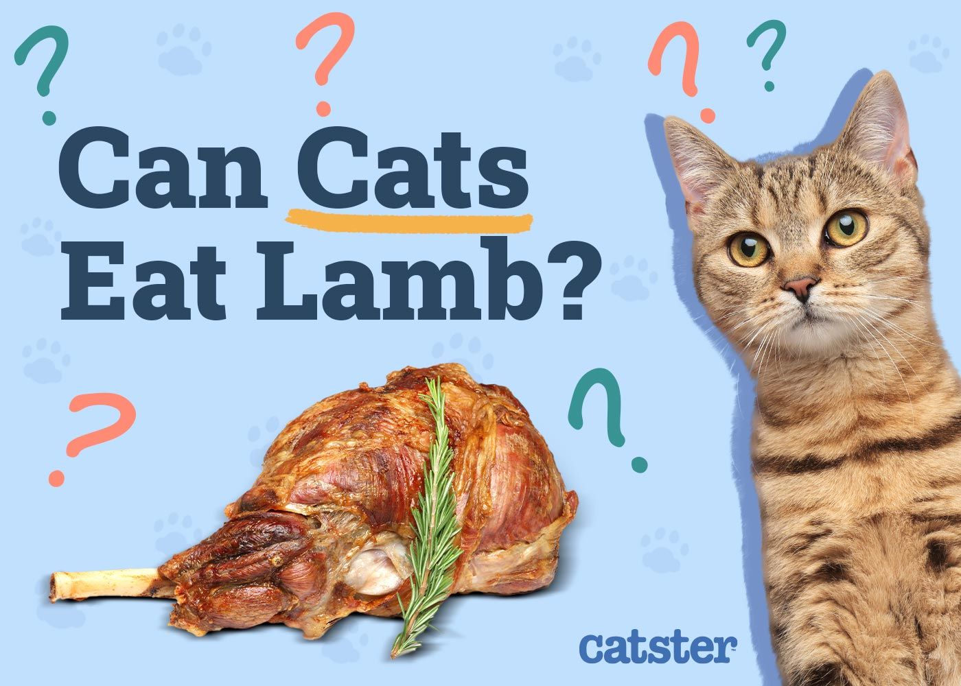 Can Cats Eat Lamb
