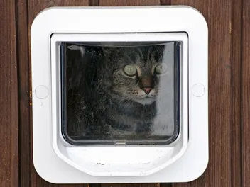 How to Keep My Cat from Using the Dog Door: 10 Vet-Verified Tips & Tricks
