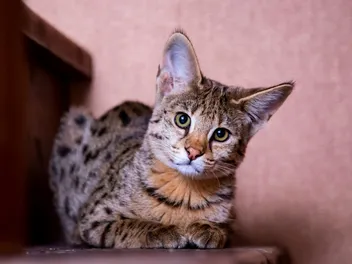 What’s an F1 Savannah Cat? What Are They Like?