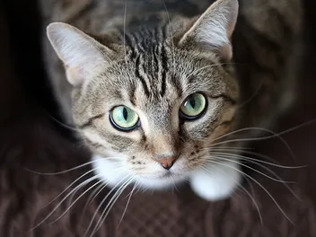 9 Interesting Facts About Cat Whiskers You Need to Know
