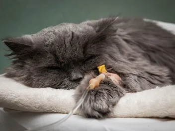 Pet Poison Prevention Awareness Month: When & What Is It?