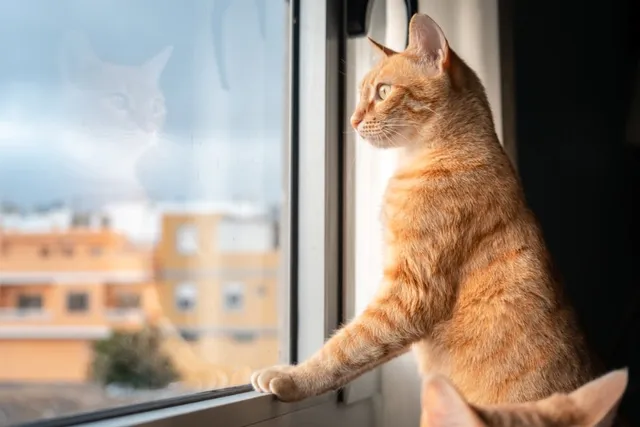 Do Cats Get Sad When You Leave for Vacation? Vet-Reviewed Explanation