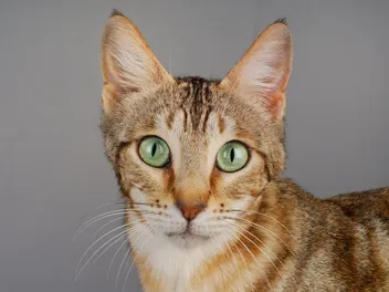 Sokoke Cat Breed: Info, Pictures, Care & More