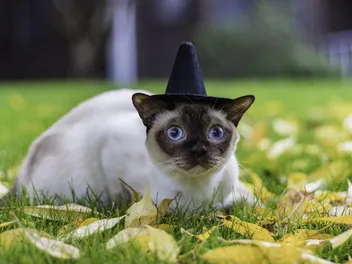 17 Free DIY Hats for Cats You Can Create at Home (With Pictures)