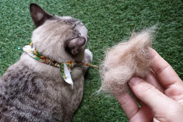 How To Reduce Cat Shedding: 7 Proven Methods