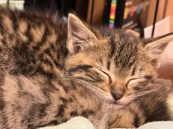 Putting the Kibosh on Kitten Season in Ohio