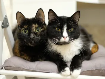 What's the Price of Spaying or Neutering a Cat in the UK (2026 Costs)