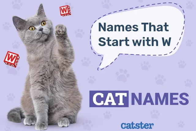 150+ Cat Names That Start with W: Wonderful & Wondrous Options