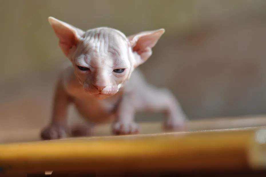 sphynx cat kitten