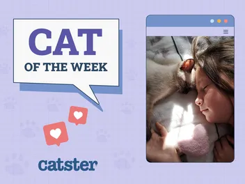 Catster Photo Contest: Cats of the Week Winners (October 23, 2025)