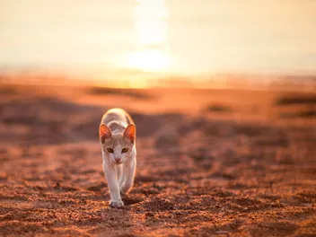 6 Great Activities for Cats at the Beach & Vet-Reviewed Tips (With Pictures)