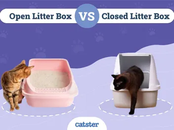 Open vs. Closed Litter Box: Main Differences, Pros & Cons