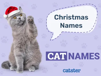 200 Festive & Fun Christmas Names for Cats