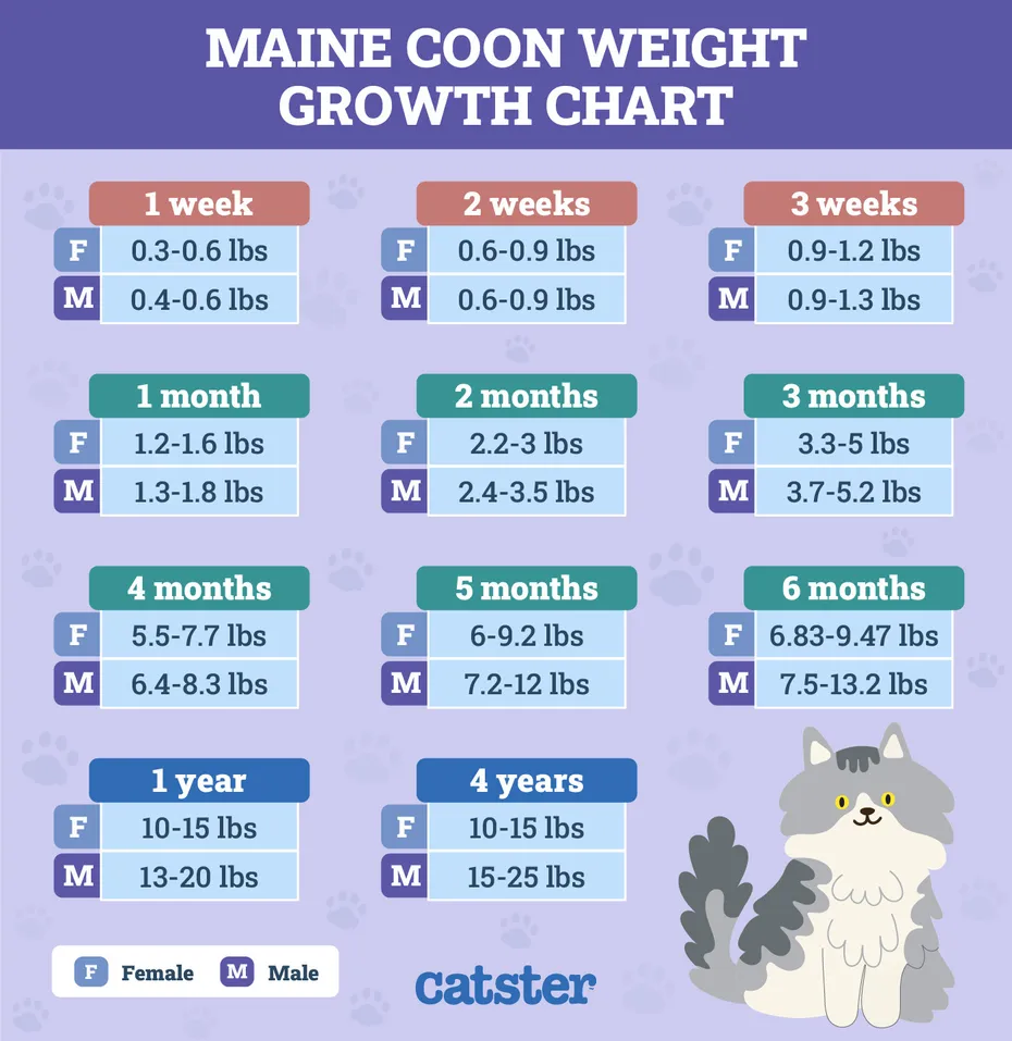Catster_Maine Coon Weight Growth Chart Infographic