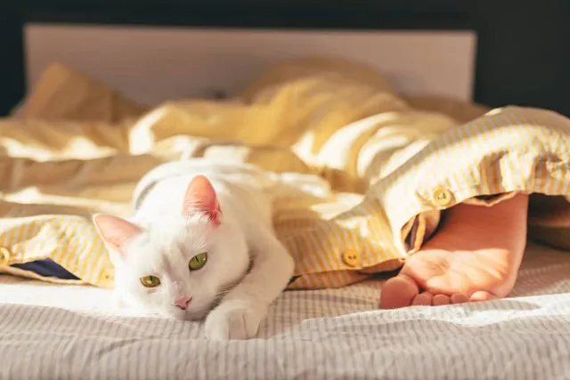 Why Do Cats Sleep at the Foot of the Bed? 8 Possible Reasons for This Behavior (Vet Reviewed)