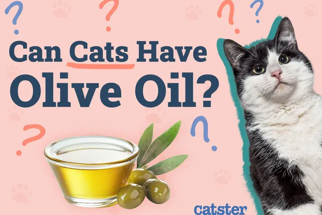 Can Cats Have Olive Oil? Vet-Approved Nutritional Facts & FAQ