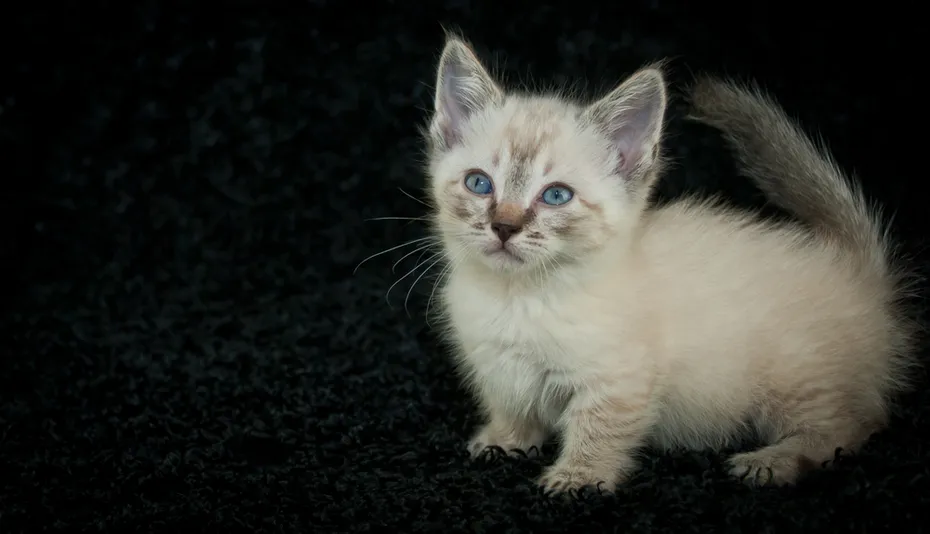 Tiny little Munchkin, Siamese kitten with blue eyes