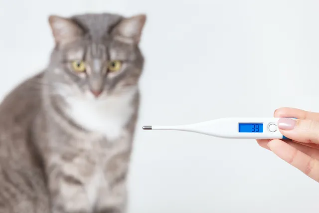 Cat Temperature: Our Vet Explains What Is Too High, Low & How to Take It