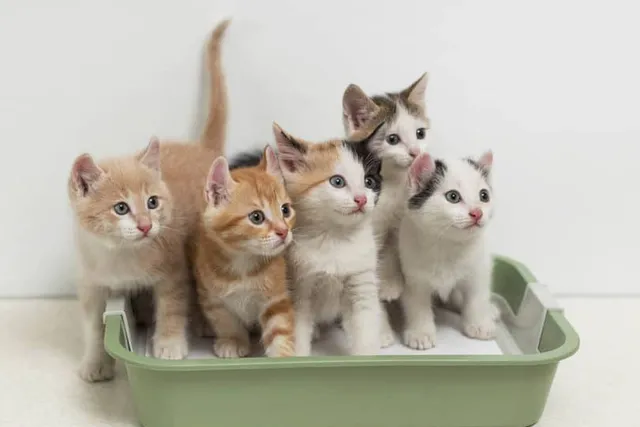 Can Cats Share a Litter Box? Vet-Reviewed FAQ & Tips