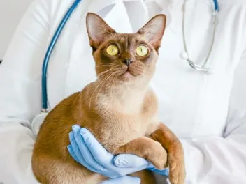 Scientists May Have Found the Missing Piece in Feline Kidney Disease